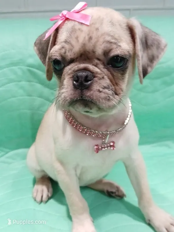 Molly  – Pug puppy for sale in Houston, TX