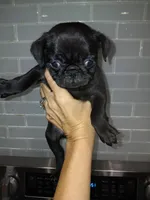 Bluey , a male Pug for sale in Houston, TX – Photo 2 of 4
