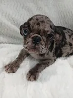 Bluey , a male Pug for sale in Houston, TX – Photo 7 of 7