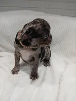 Bluey , a male Pug for sale in Houston, TX – Photo 2 of 7