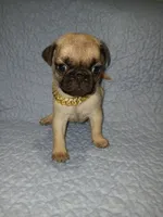 Bluey , a male Pug for sale in Houston, TX – Photo 4 of 4