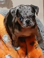 Bluey , a male Pug for sale in Houston, TX – Photo 1 of 4