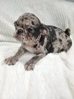 Bluey , a male Pug for sale in Houston, TX – Photo 1 of 7