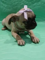 Sally , a female Pug for sale in Houston, TX – 2 of 5