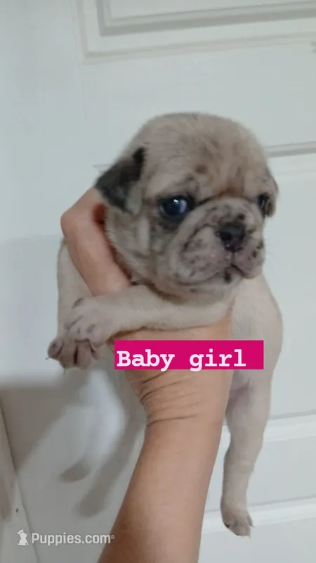 Molly  – Pug puppy for sale in Houston, TX