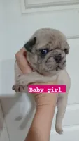 Molly , a female Pug for sale in Houston, TX – 1 of 1
