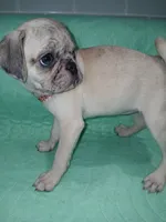 Tex , a male Pug for sale in Houston, TX – 3 of 3