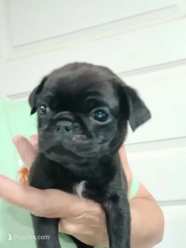 Doug  – Pug puppy for sale in Houston, TX