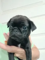 Doug , a male Pug for sale in Houston, TX – 1 of 3