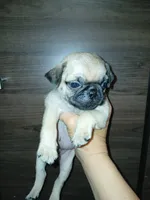 Carlos , a male Pug for sale in Houston, TX – 2 of 2