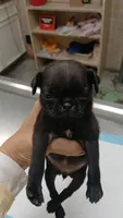 Beauty , a female Pug for sale in Houston, TX – 2 of 3