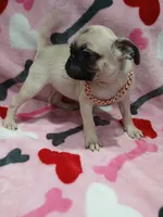 Misty , a female Pug for sale in Houston, TX – 2 of 2