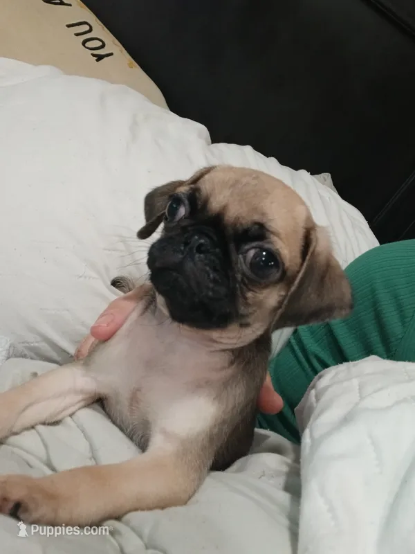 Charlie  – Pug puppy for sale in Houston, TX