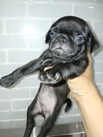Ted , a male Pug for sale in Houston, TX – 2 of 2