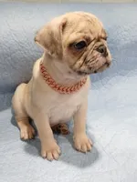 Max , a male Pug for sale in Houston, TX – 5 of 5