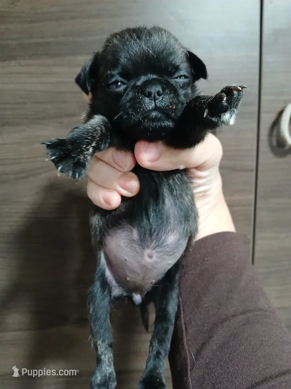 Bruce  – Pug puppy on hold in Houston, TX