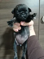 Bruce , a male Pug for sale in Houston, TX – 1 of 1