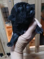 Bruce , a male Pug for sale in Houston, TX – 2 of 2