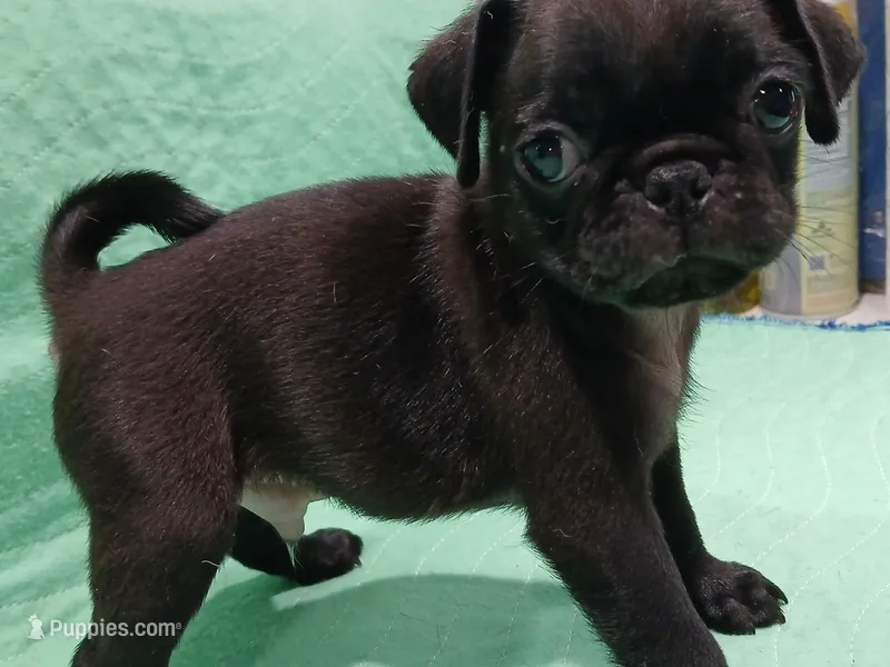 Rufus  – Pug puppy for sale in Houston, TX