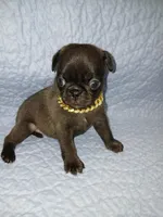 Silver Platinum , a male Pug for sale in Houston, TX – 1 of 1