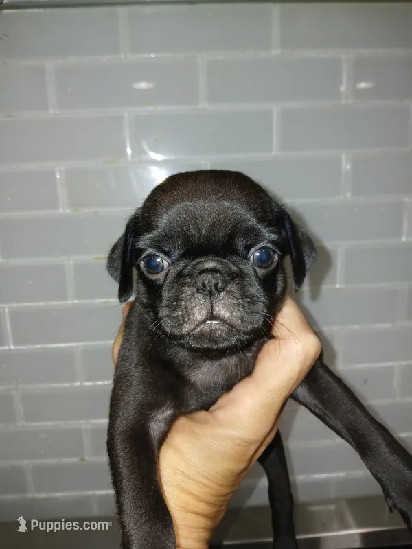 Ted  – Pug puppy for sale in Houston, TX