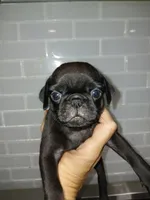 Ted , a male Pug for sale in Houston, TX – 1 of 2