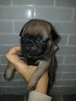 Micky , a male Pug for sale in Houston, TX – Photo 1 of 6