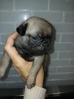 Micky , a male Pug for sale in Houston, TX – Photo 4 of 6