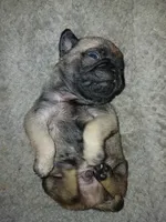 Micky , a male Pug for sale in Houston, TX – Photo 6 of 6