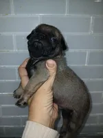 Micky , a male Pug for sale in Houston, TX – Photo 2 of 6