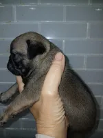 Micky , a male Pug for sale in Houston, TX – Photo 5 of 6