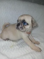 Bruce , a male Pug for sale in Houston, TX – Photo 8 of 8