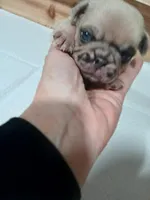 Bruce , a male Pug for sale in Houston, TX – Photo 2 of 3