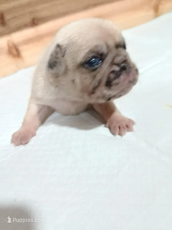 Bruce  – Pug puppy for sale in Houston, TX