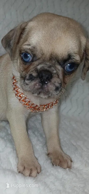 Bruce  – Pug puppy for sale in Houston, TX
