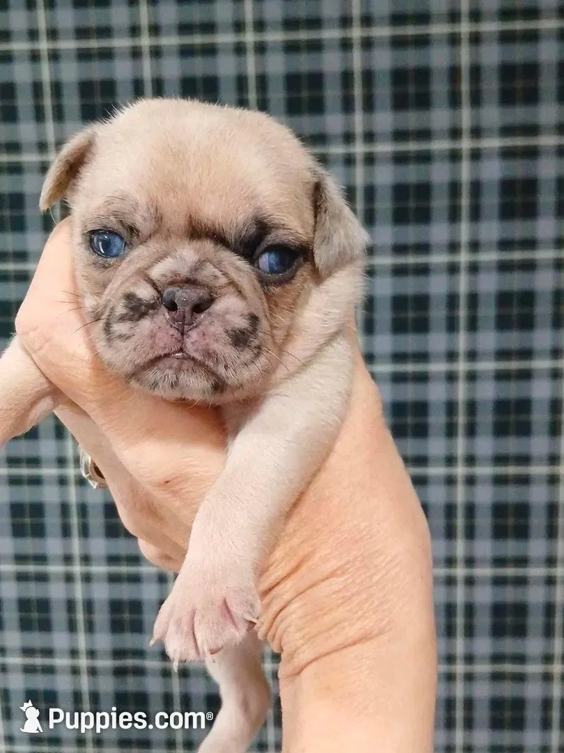 Bruce  – Pug puppy for sale in Houston, TX