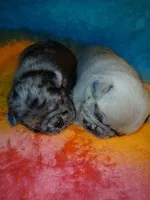 Bruce , a male Pug for sale in Houston, TX – Photo 4 of 8