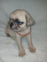 Bruce , a male Pug for sale in Houston, TX – Photo 2 of 8