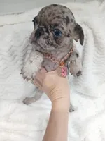 Princess , a female Pug for sale in Houston, TX – Photo 6 of 7