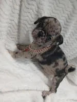 Princess , a female Pug for sale in Houston, TX – Photo 5 of 7