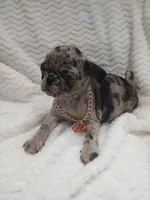 Princess , a female Pug for sale in Houston, TX – Photo 4 of 7