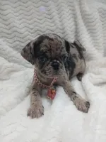 Princess , a female Pug for sale in Houston, TX – Photo 2 of 7