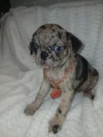 Princess , a female Pug for sale in Houston, TX – Photo 7 of 7