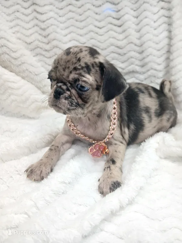 Princess  – Pug puppy on hold in Houston, TX
