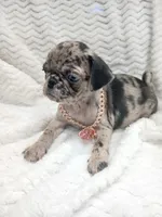 Princess , a female Pug for sale in Houston, TX – Photo 1 of 7