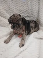 Princess , a female Pug for sale in Houston, TX – Photo 3 of 7