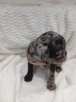 Polo , a male Pug for sale in Houston, TX – Photo 2 of 7