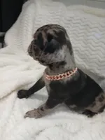 Polo , a male Pug for sale in Houston, TX – Photo 5 of 7