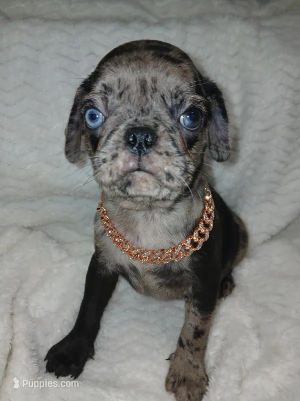 Polo  – Pug puppy for sale in Houston, TX