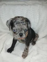 Polo , a male Pug for sale in Houston, TX – Photo 6 of 7